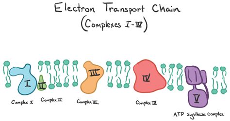 electron transport chain khan academy.
